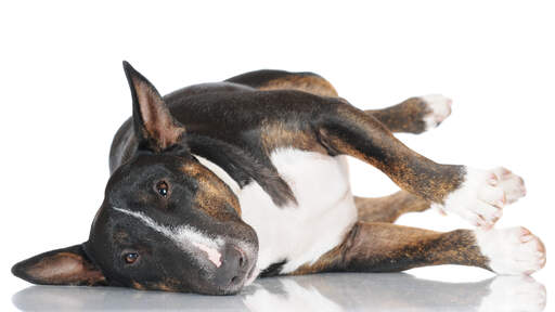 Un bull terrier miniature adulte étalé sur le sol