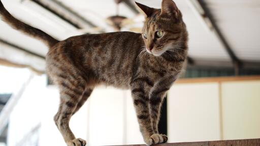 DraGon li cat debout sur une corniche