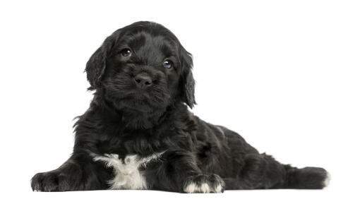 Un chiot chien d'eau portugais terriblement mignon avec de petits yeux brillants