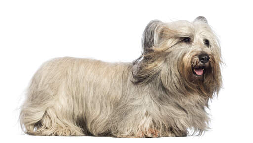 Un skye terrier adulte en bonne santé montrant son merveilleux poil long