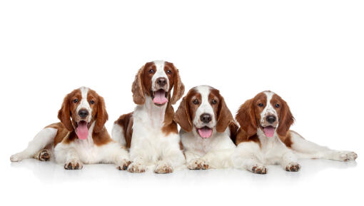 Quatre épagneuls springer gallois couchés ensemble, chacun avec une belle robe brune et blanche