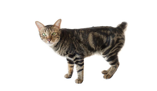 Chat tabby bobtail sur fond blanc