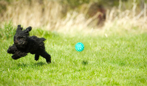 Un petit caniche noir bondissant dans l'herbe après sa balle.