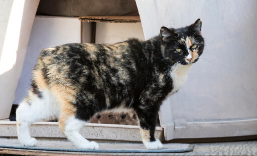 Chat tortie manx profil de côté