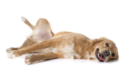 Un chiot Golden retriever en pleine maturité qui se roule par terre