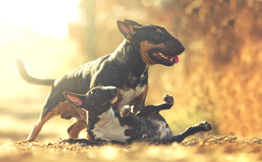 Deux adorables petits bull terriers jouant ensemble au soleil