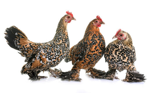 Bantam-trio botté