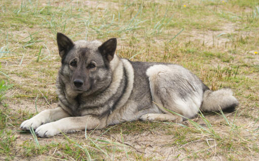 Chien d'elan norvégien couché