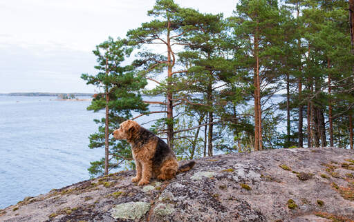 Un terrier airedale mature appréciant un repos sur les rochers