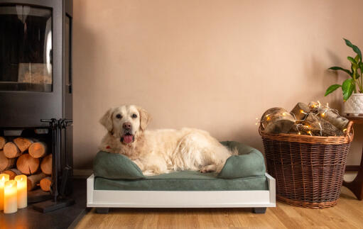 Un grand chien blanc sur un lit traversin en mousse à mémoire de forme vert moyen dans un salon