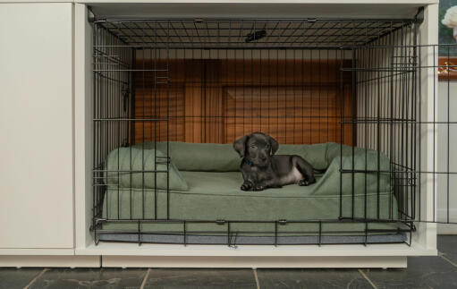 Un petit chien noir dans un petit Fido Studio 24 avec un lit à traversin vert à l'intérieur et une armoire attachée.