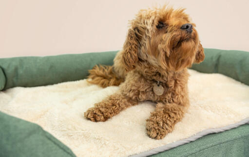 Un petit chien brun sur un lit à traversin en mousse à mémoire de forme vert avec une couverture en peluche crème dessus