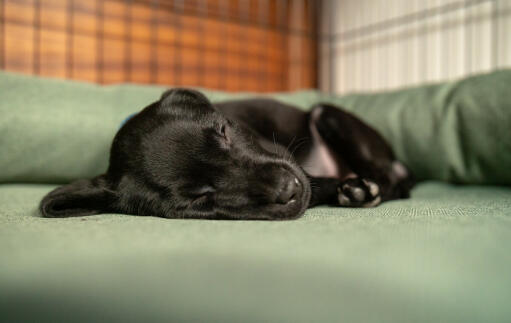 Un petit chien noir dormant sur un lit à traversin vert