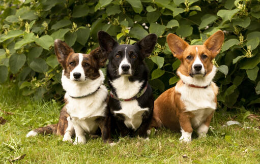 Trois pembroke welsh corgis adultes, chacun avec un pelage différent et magnifiquement coloré