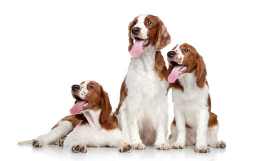 Deux chiots welsh springer spaniel attendant patiemment avec leur père