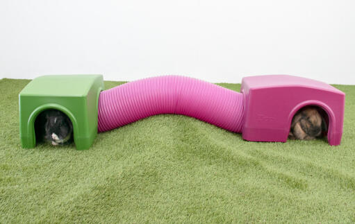 Lapins dans des abris verts et violets Zippi 