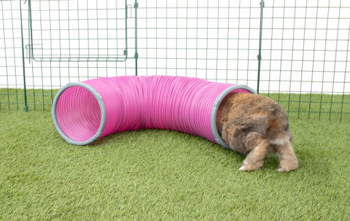 Lapin Going dans Zippi tunnel de jeu