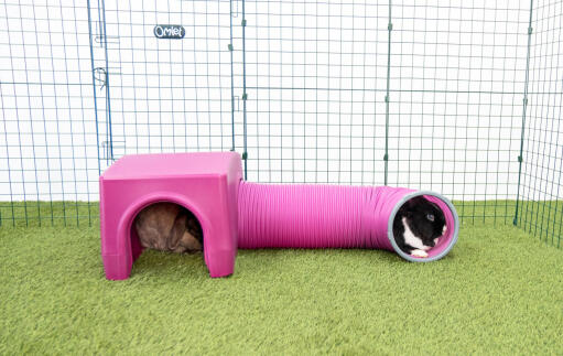 Lapins dans un abri et un tunnel de jeu violet Zippi 