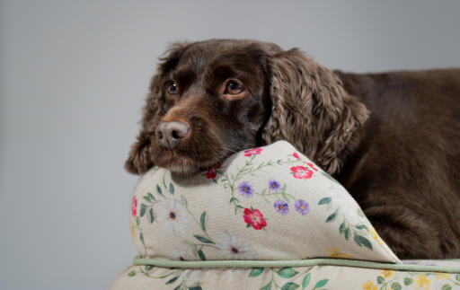 Un épagneul cocker se reposant dans la prairie matinale lit pour chien en traversin