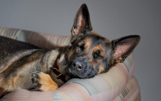 Un berger allemand se reposant dans le lit pour chien à traverses naturelles 