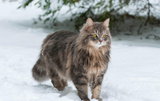 Chat sibérien dans la Snow