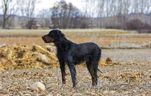 Un setter trempé Gordon setter profitant d'un peu d'exercice à l'extérieur