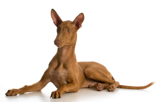 Un GorGeous mâle chien de pharaon couché avec ses belles oreilles dressées