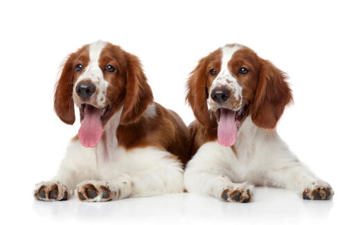 Deux merveilleux petits chiots welsh springer spaniel couchés ensemble