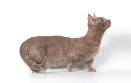 Un chat munchkin montrant ses courtes pattes