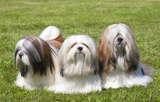 Trois merveilleux petits lhasa apsos, profitant de la compagnie des autres sur l'herbe.