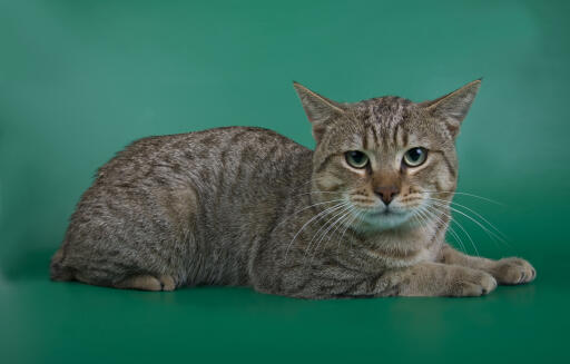 Chat américain bobtail au regard intense, couché sur un fond vert