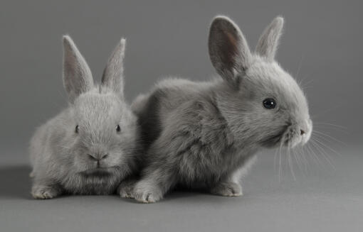Deux lapins lilas sur fond gris