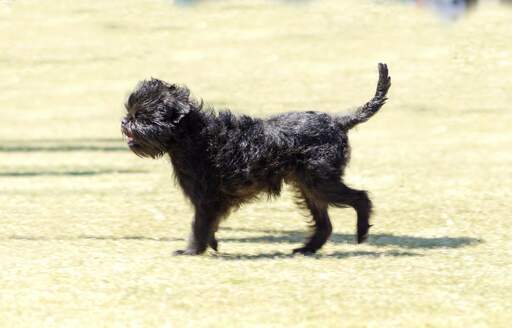 Un petit affenpinscher débraillé qui profite d'une promenade