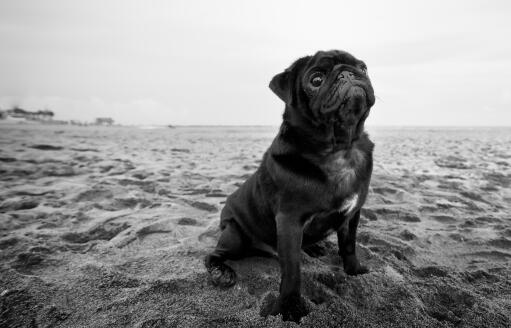Un carlin noir et blanc assis bien sagement sur le sable, attendant une commande