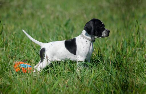 Pointer-chiot