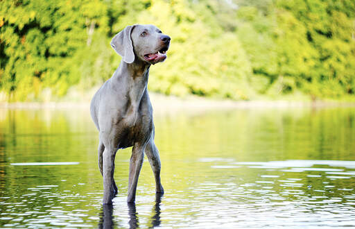 Un weimaraner adulte se tenant droit dans l'eau, attendant un ordre.