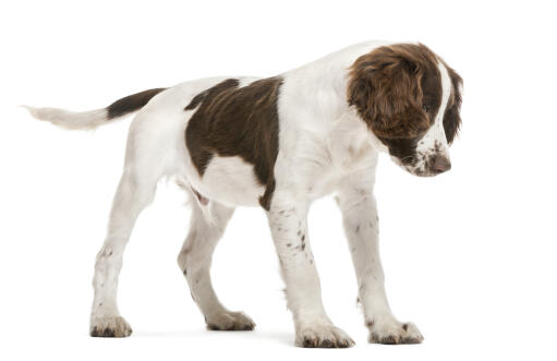 Un chiot springer anglais énergique avec un pelage très doux