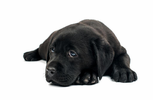 Un sympathique petit chiot labrador retriever qui s'allonge proprement