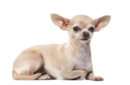 Un mignon petit chihuahua allongé