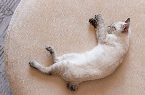 Chat mekong bobtail pelotonné sur un tapis, vu d'en haut