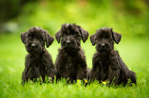 Chiots-schnauzer géants