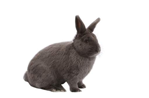 Un lapin viennois avec une belle fourrure anthracite