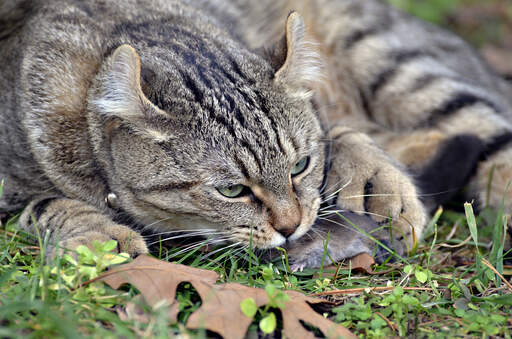 Un grand chat highlander aux oreilles recourbées et aux pattes polydactyles