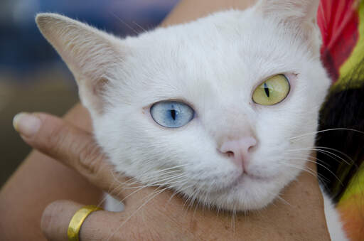 Un joli chat khao manee avec un œil jaune et un œil bleu