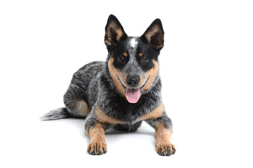 Un jeune chien de berger australien à poils foncés avec une belle fourrure épaisse