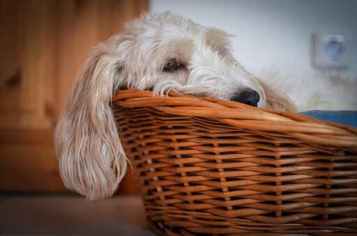 Un basset griffon vendeen petit qui roupille dans son panier