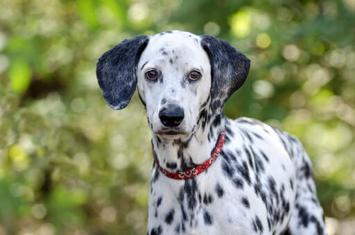 Un jeune dalmatien attentif qui attend un ordre de son maître