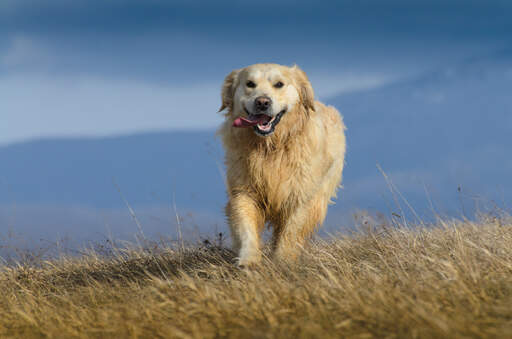 Un retriever lden mouillé Gofaisant de l'exercice dehors