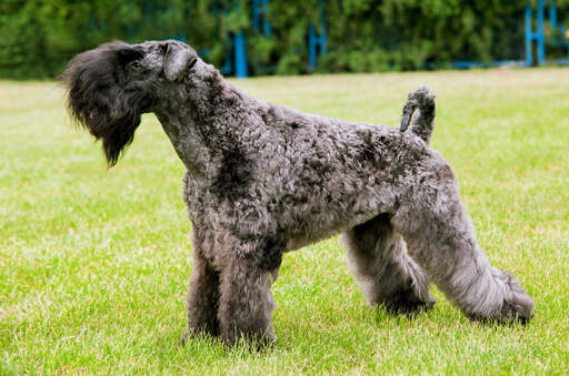 Un kerry blue terrier montrant sa belle fourrure épaisse et laineuse