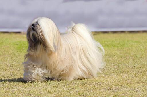 Un lhasa apso adulte en bonne santé, montrant son magnifique pelage long et bien entretenu